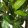 Vickerman T161250 50" Artificial Camellia Tree