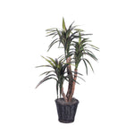 Vickerman TXX1140 4' Artificial Marginata Extra Full Bush in Rattan Basket