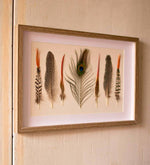 Kalalou CXF1485 Framed Seven Feathers Under Glass