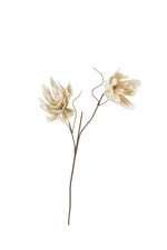 Kalalou CSL1298 Botanica #2298