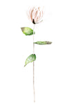 Kalalou CSL1320 Botanica #1320