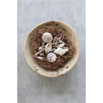 Kalalou NTRP1010 Bag of Twelve Assorted Shells with Curly Moss