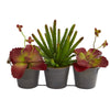 Nearly Natural P1219 14" Artificial Green & Maroon Mix Succulent Plant in Trio Metal Planter