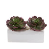Nearly Natural P1292 11" Artificial Green & Maroon Echeveria Succulent Plant in White Planter
