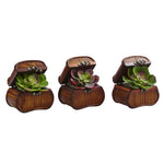 Nearly Natural 6919 6" Artificial Green & Burgundy Echeveria in Chest, Set of 3