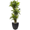 Nearly Natural 6869 5.5' Artificial Green Corn Stalk Dracaena with Black Wash Planter