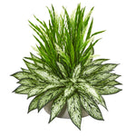 Nearly Natural 8430 19" Artificial Green Silver Queen & Grass Plant in Stone Planter