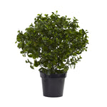 Nearly Natural 6860 28" Artificial Green Peperomia Plant in Black Planter, UV Resistant (Indoor/Outdoor)