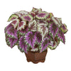 Nearly Natural 8972 19" Artificial Green & Purple Wax Begonia Plant in Decorative Planter