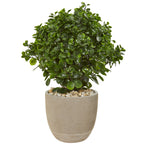 Nearly Natural 9469 30" Artificial Green Peperomia Plant in Sand Stone Planter, UV Resistant (Indoor/Outdoor)