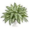 Nearly Natural 8432 18" Artificial Green Silver Queen Plant in White Pedestal