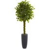 Nearly Natural 5736 6.5' Artificial Green Braided Ficus Tree in Cylinder Planter, UV Resistant (Indoor/Outdoor)