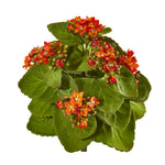 Nearly Natural 8`` Kalanchoe Artificial Bush Flower (Set of 6)