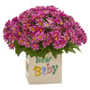 Nearly Natural A1315 13" Artificial Pink Daisy Arrangement in New Baby Vase