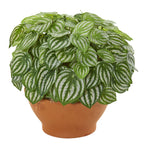 Nearly Natural 8523 12" Artificial Green Real Touch Watermelon Peperomia Plant in Clay Planter 