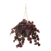 Nearly Natural 30`` Peperomia Artificial Plant in Hanging Bucket (Real Touch)