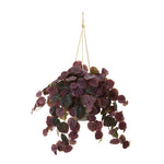 Nearly Natural 30`` Peperomia Artificial Plant in Hanging Bucket (Real Touch)