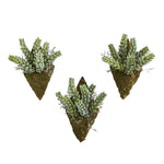 Nearly Natural 8330-S3 8" Artificial Green Sedum Succulent Wall Decor Plant, (Set of 3)