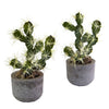 Nearly Natural 4563-S2 10" Artificial Green Cactus Potted, Set of 2