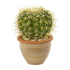 Nearly Natural 8784 10" Artificial Green Cactus Plant in Decorative Ceramic Planter