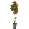 Nearly Natural 9653 73" Artificial Green & Maroon Croton Tree in Decorative Planter