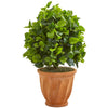 Nearly Natural 9094 2.5' Artificial Green Ficus Tree in Terra Cotta Planter