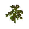 Nearly Natural 6167-S12 5.75" Artificial Green Sedum Succulent Plant, Set of 12