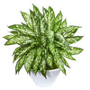 Nearly Natural 8411 21" Artificial Green Aglonema Plant in White Vase