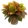 Nearly Natural 8503 16" Artificial Garden Real Touch Croton Plant in Weathered Oak Planter, Multicolor