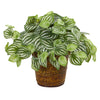 Nearly Natural 8856 13" Artificial Green Real Touch Watermelon Peperomia Plant in Basket