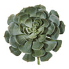 Nearly Natural 13`` Giant Echeveria Succulent Pick Artificial Plant (Set of 2)