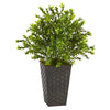 Nearly Natural 19``Sweet Grass Artificial Plant in Embossed Black Planter (Indoor/Outdoor)