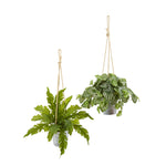 Nearly Natural 8890-S2 26" Artificial Green Watermelon Peperomia & Fern Plant in Hanging Bucket, Set of 2