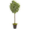 Nearly Natural 9563 77" Artificial Green Variegated Aralia Tree in Metal Planter