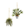 Nearly Natural 8891 27" Artificial Green Tillandsia Moss & Staghorn Plant in Hanging Bucket, Set of 2