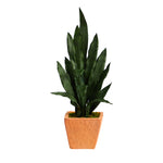 Nearly Natural P1586 28” Sansevieria Artificial Plant in Terra-Cotta Planters