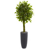 Nearly Natural 5741 5.5' Artificial Green Braided Ficus Tree in Gray Cylinder Planter, UV Resistant (Indoor/Outdoor)