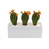 Nearly Natural P1278 11" Artificial Green Cactus Succulent Plant in Glazed White Planter