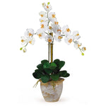 Nearly Natural Triple Stem Phalaenopsis Silk Orchid Arrangement