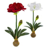 Nearly Natural 2243-S2 25" Artificial White & Red Amaryllis Flower, Set of 2