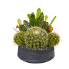 Nearly Natural 8853 16" Artificial Green Mixed Cactus Plant in Decorative Bowl