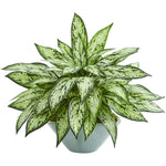 Nearly Natural 8367 16" Artificial Green Silver Queen Plant in Green Vase