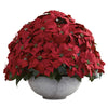 Nearly Natural 1345 Giant Poinsettia Arrangement with Decorative Planter