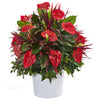 Nearly Natural P1041 29" Artificial Green & Red Mixed Anthurium Plant in White Tin Planter