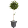 Nearly Natural 9230 5.5' Artificial Green Olive Topiary Tree in Slate Planter