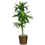 Nearly Natural 48`` Dracaena w/Basket Silk Plant (Real Touch)