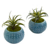 Nearly Natural 8142-S2 8" Artificial Green Air Plant Succulent in Blue Vase, Set of 2