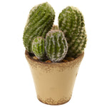 Nearly Natural 4844 11.5" Artificial Green Cactus Garden with Ceramic Planter