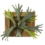 Nearly Natural 6423 13" Artificial Green Staghorn Plant in Wood Hanging Frame