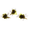Nearly Natural 4840-S3 5" Artificial Green Wispy Succulent with Seashellk, Set of 3